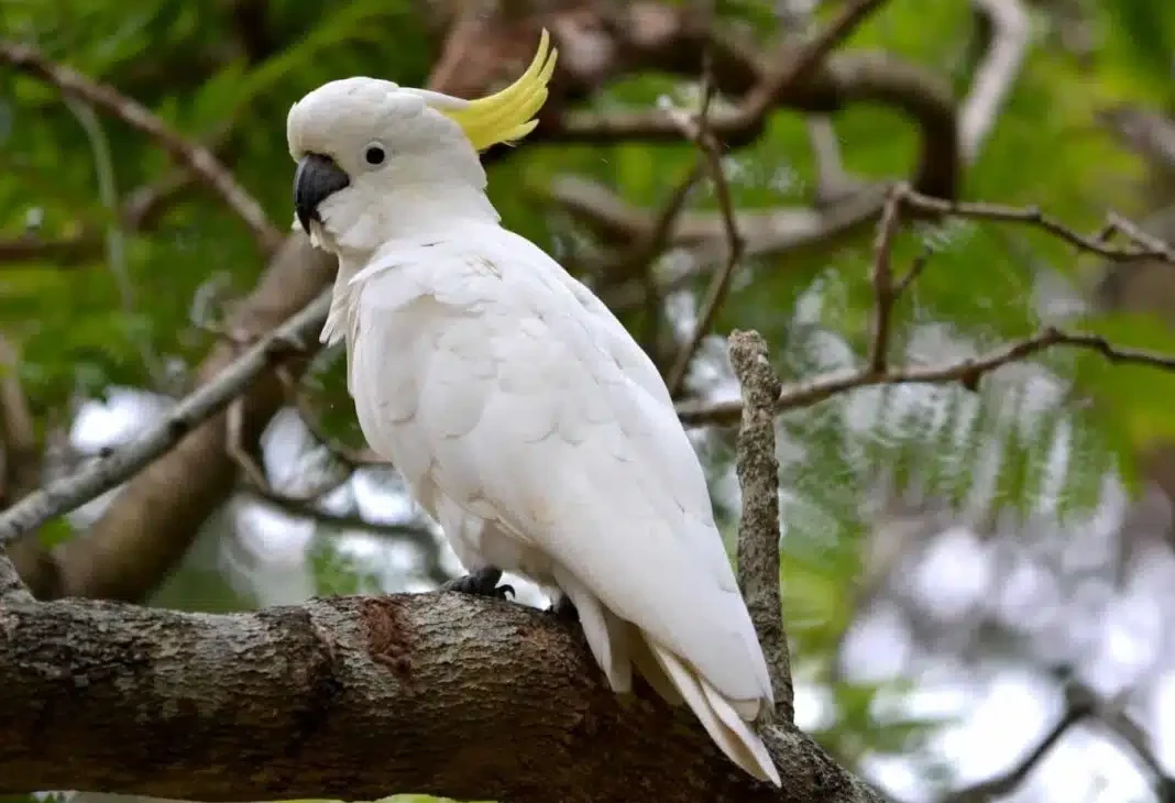 Cockatoo Lifespan, Types, Food, Care, Images - Parrot Nests